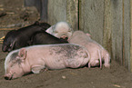 Mini pig piglet