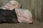 Mini pig piglet