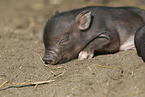Mini pig piglet