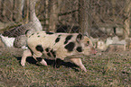 Mini pig piglet