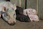 Mini Pig