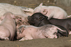 Mini Pig
