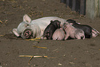 Mini Pig