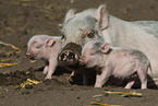 Mini Pig