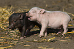 Mini pig piglet