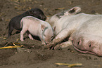 Mini Pig