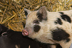 Mini pig piglet