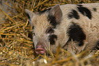 Mini pig piglet