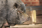 Mini Pig