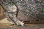 Mini Pig