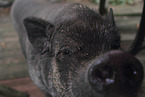 Mini Pig