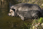 Mini Pig