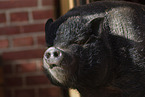 Minipig