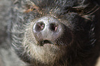 Minipig
