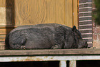 Minipig