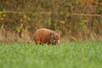 Minipig piglet