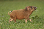 Minipig piglet