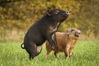 2 Minipig piglets
