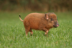 Minipig piglet