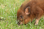 Minipig piglet