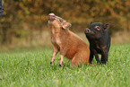 2 Minipig piglets