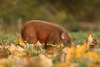 Minipig piglet