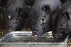 micropig piglets