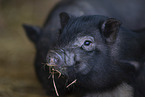 micropig piglet