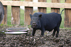 micropig piglet