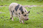 micropig