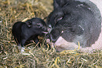 micropigs