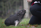 micropig