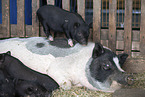 micropigs