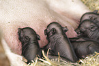 micropigs