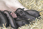micropigs