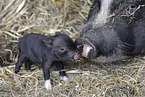micropigs