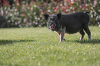 micropig