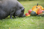 micropig