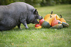 micropig