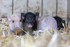 micropigs