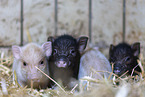 micropigs