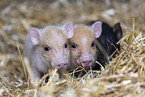 micropigs