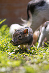 micropigs