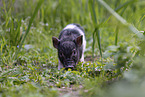 micropig