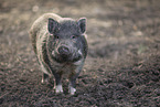 micropig
