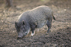 micropig