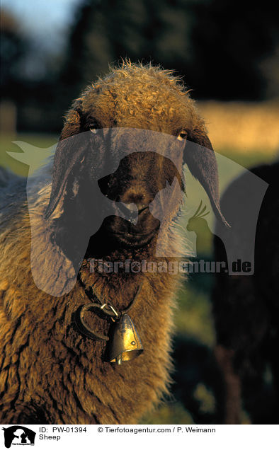 Sheep / PW-01394