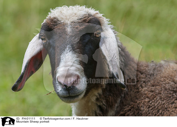 Mountain Sheep portrait / FH-01111