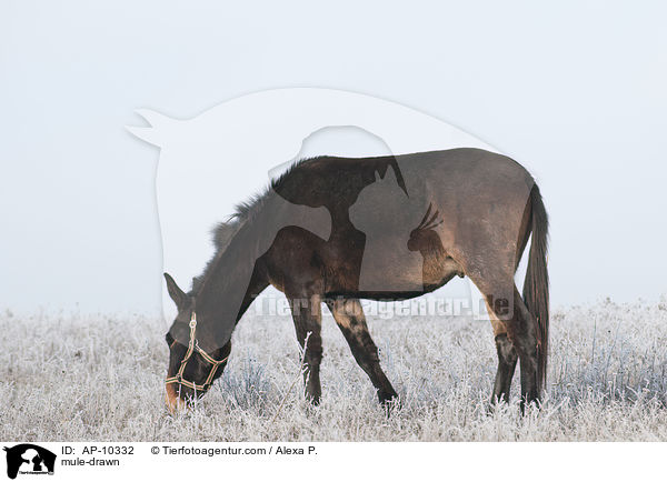 Maultier / mule-drawn / AP-10332