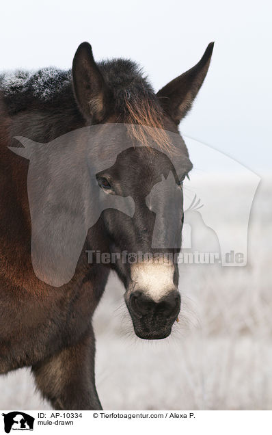 mule-drawn / AP-10334